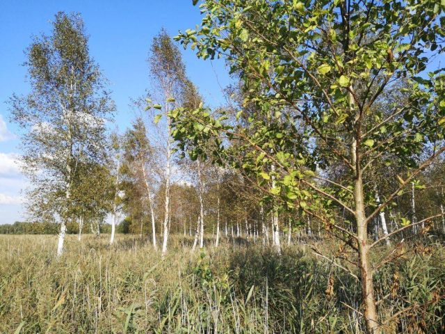 Działka rekreacyjna Szczechy Małe. Zdjęcie 12