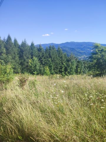 Działka rolno-budowlana Jazowsko Turchałówka. Zdjęcie 1