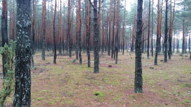 Działka leśna Siemiatycze, ul. 11 Listopada. Zdjęcie 5