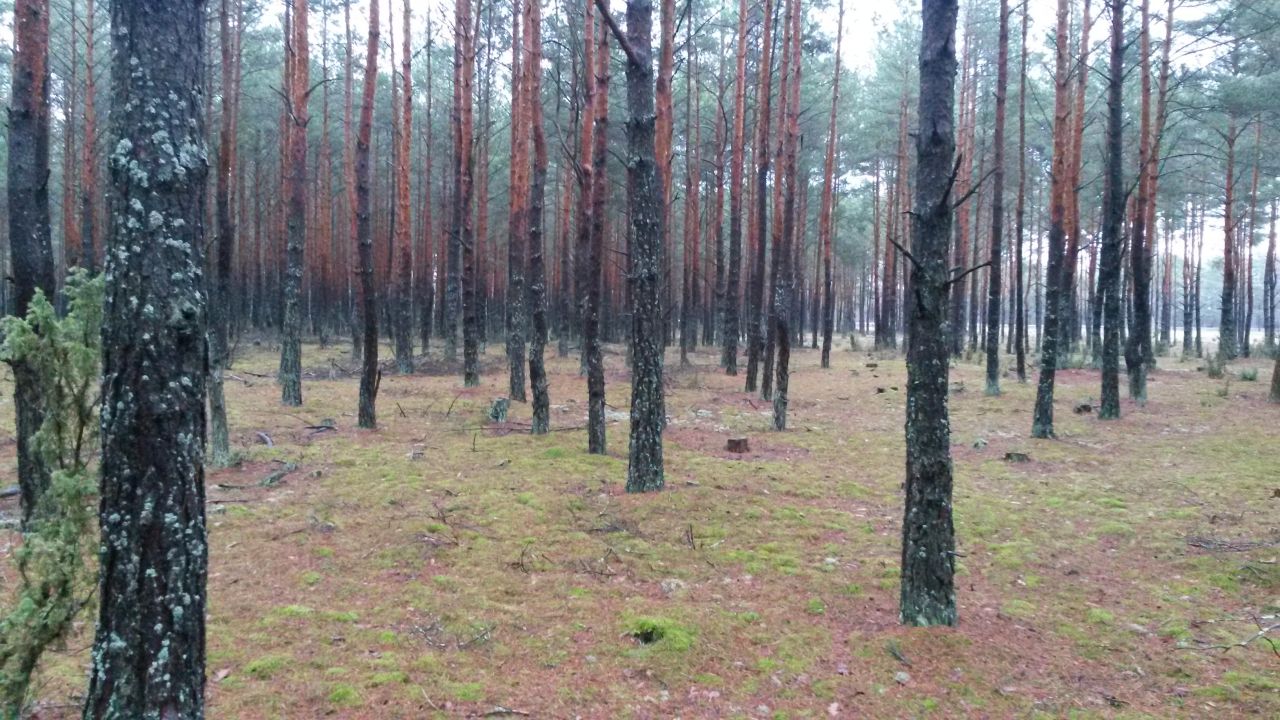 Działka leśna Siemiatycze-Stacja, Droga krajowa 19. Zdjęcie 5