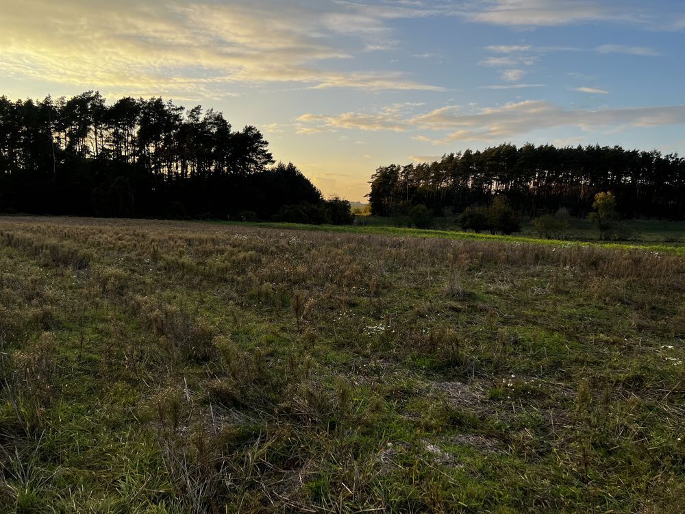 Działka budowlana Dąbrowa. Zdjęcie 5