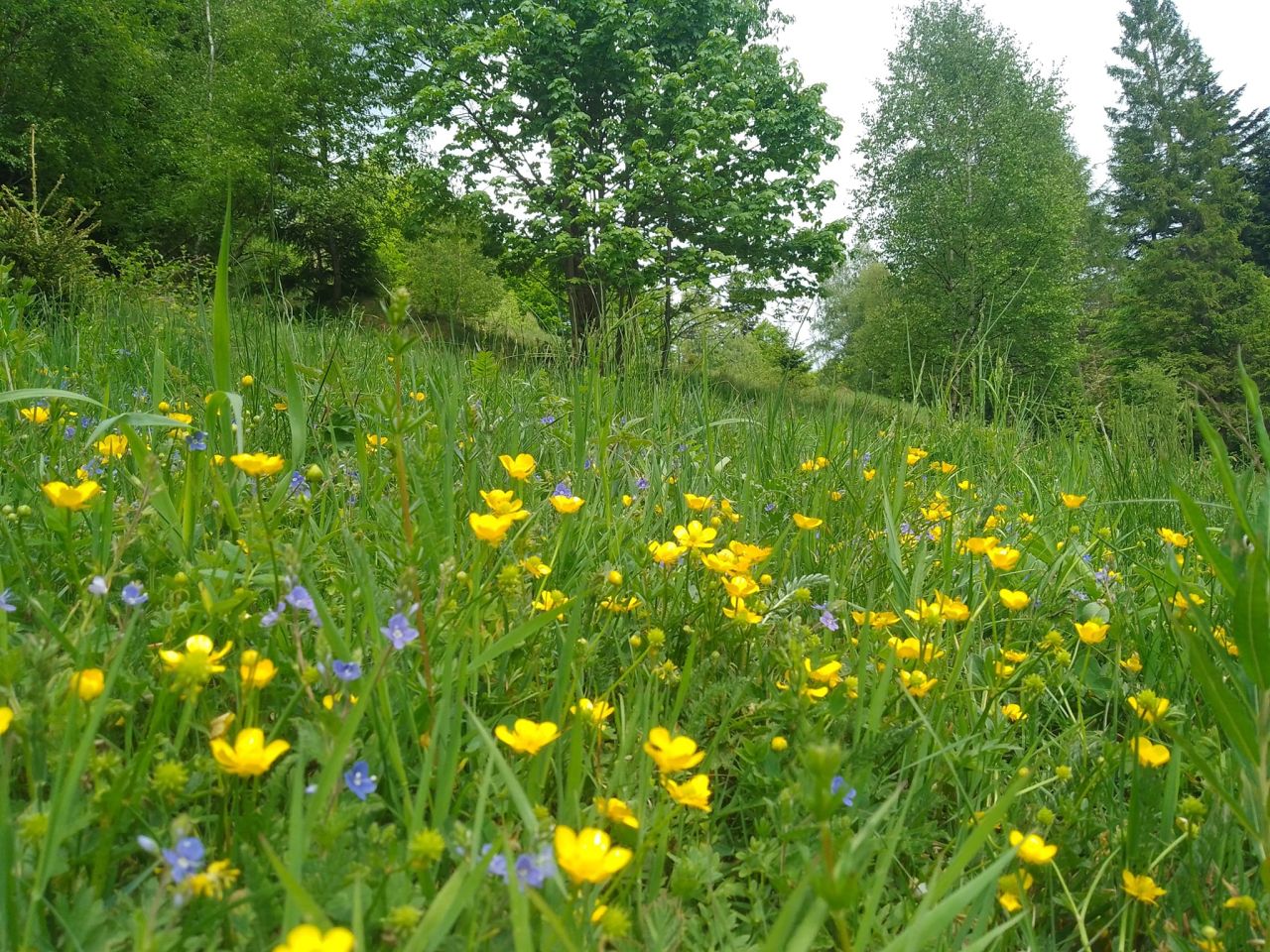 Działka budowlana Koszarawa Bystra. Zdjęcie 12