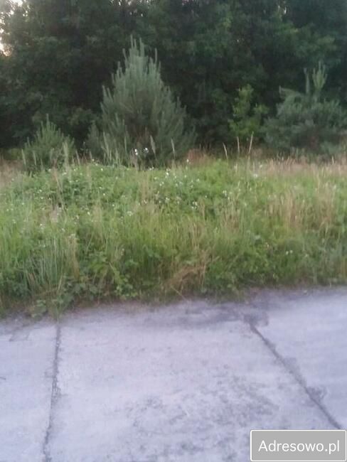 Działka rolna Wólka Domaniowska. Zdjęcie 9