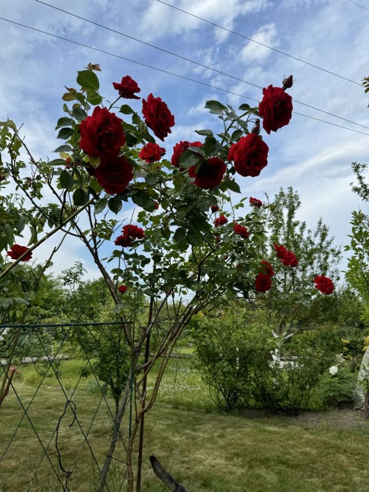 Działka rod Gdańsk Przymorze. Zdjęcie 2