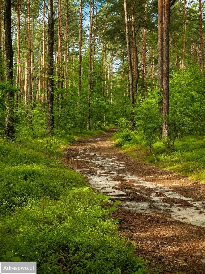 Działka rolno-budowlana Gamratka. Zdjęcie 10