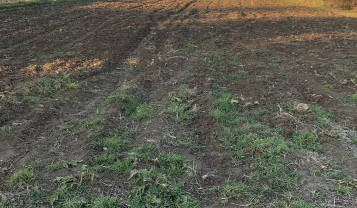 Działka rolno-budowlana Zakrzów Makówkówka