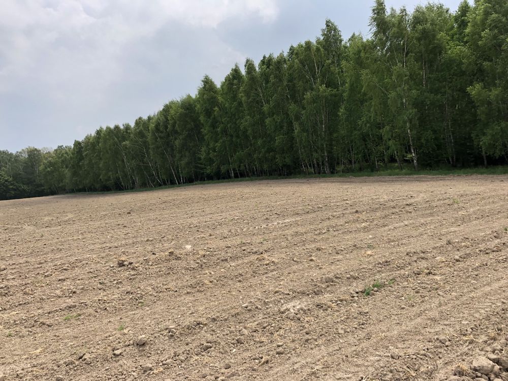 Działka leśna Rychnowy. Zdjęcie 8