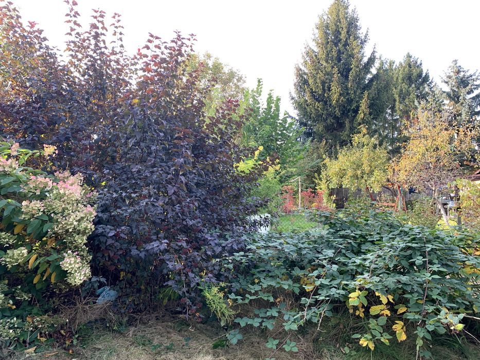 Działka rod Szczaki. Zdjęcie 3