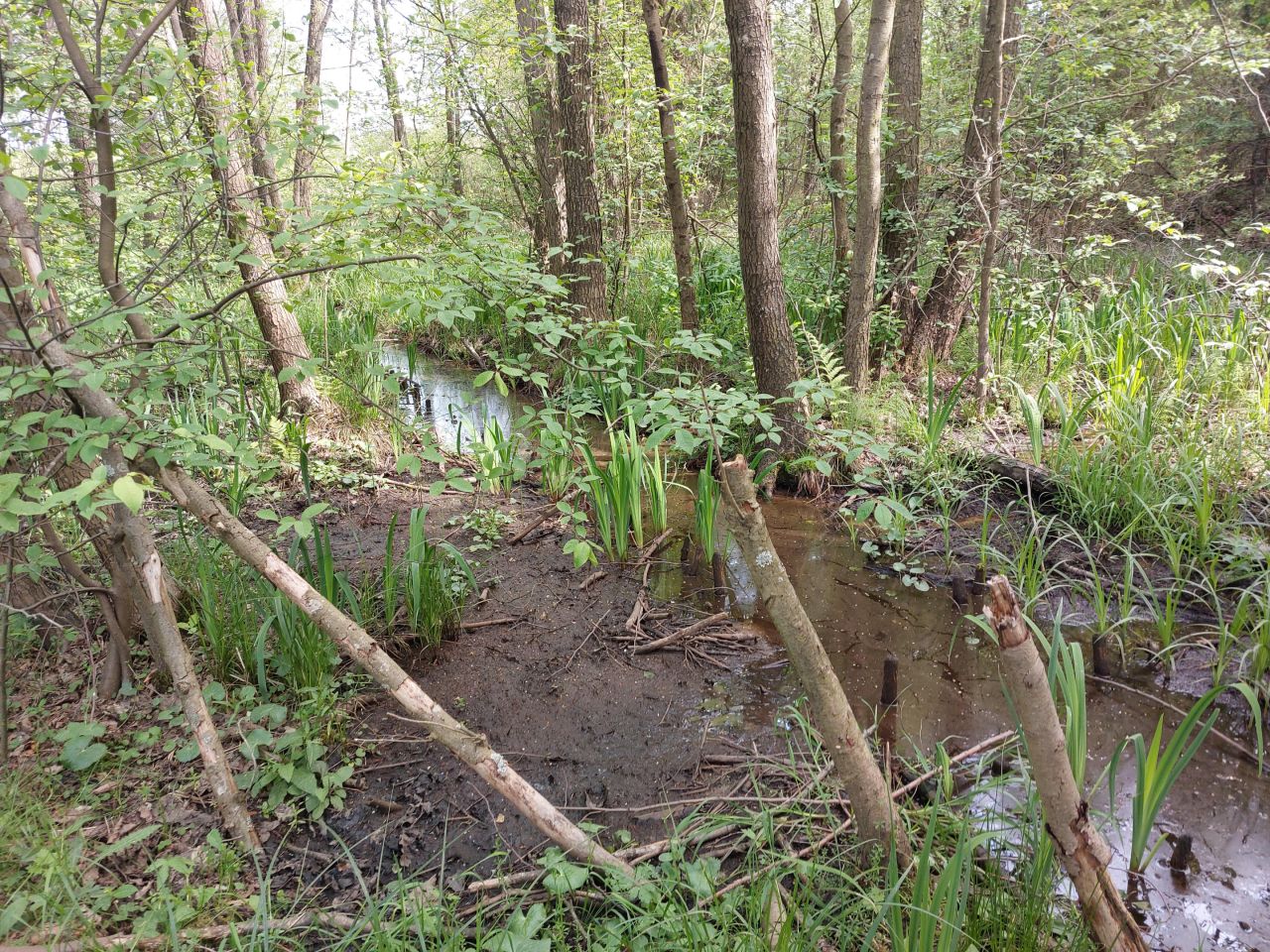 Działka rekreacyjna Starzechowice Sęp, BRAK. Zdjęcie 11