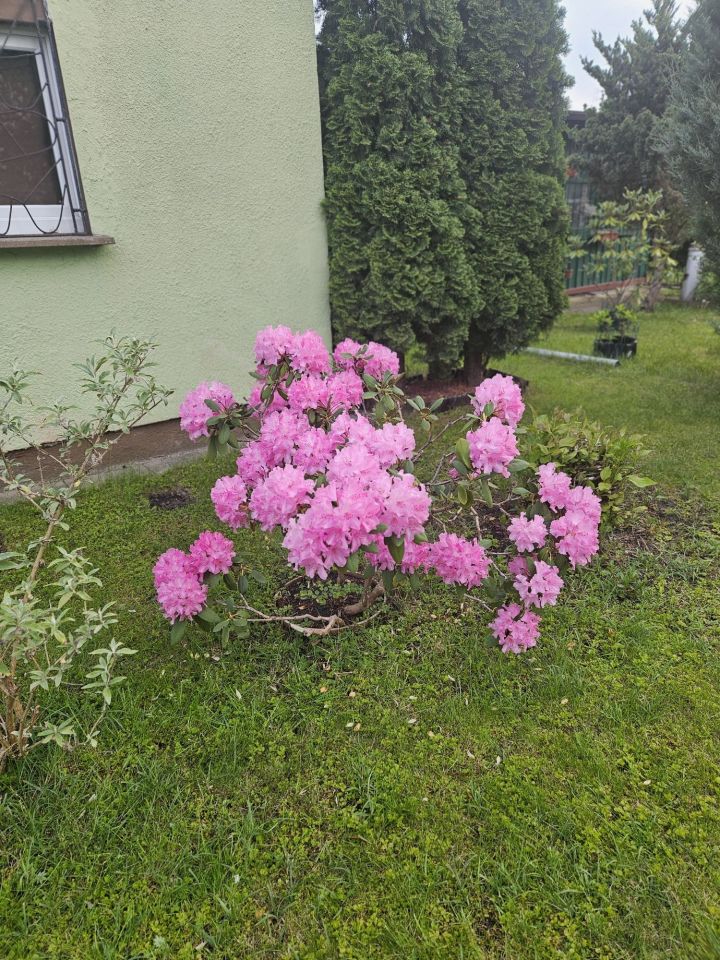 Działka rod Krotoszyn, ul. Magazynowa. Zdjęcie 6