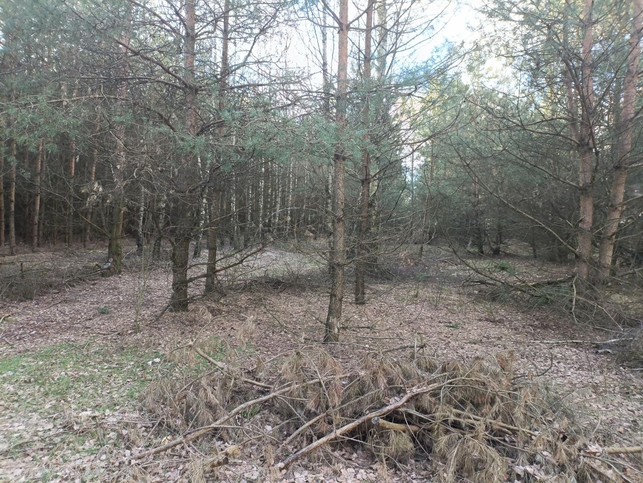 Działka rekreacyjna Lubowidz, ul. Leśna. Zdjęcie 13