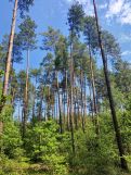 Działka leśna Bryzgów Kalapatów, brak. Zdjęcie 3