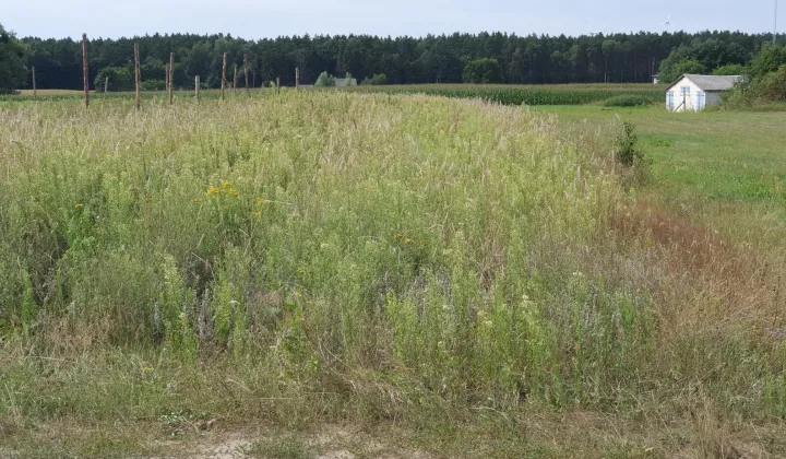 Działka budowlana Dąbrowa Chełmińska