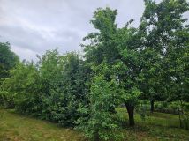 Działka rod Oława Centrum. Zdjęcie 2