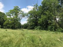 Działka leśna Gusin. Zdjęcie 4