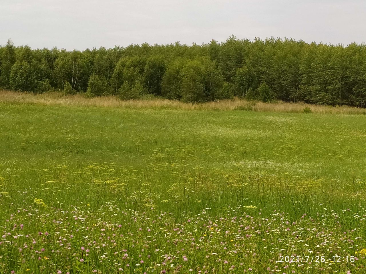 Działka rolna Olszewnik. Zdjęcie 2