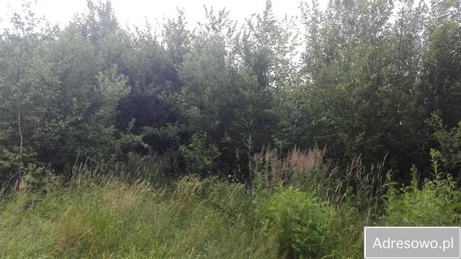 Działka leśna Zaborów. Zdjęcie 3