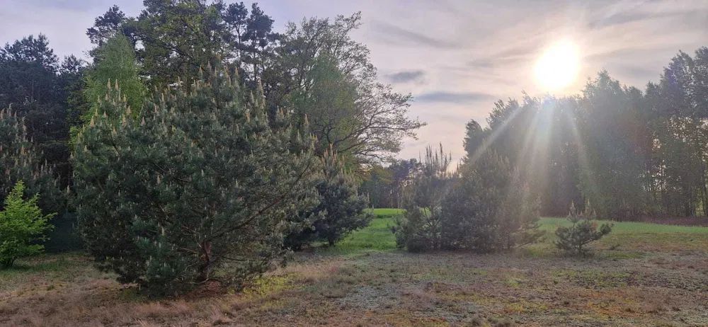 Działka budowlana Drzewociny. Zdjęcie 6