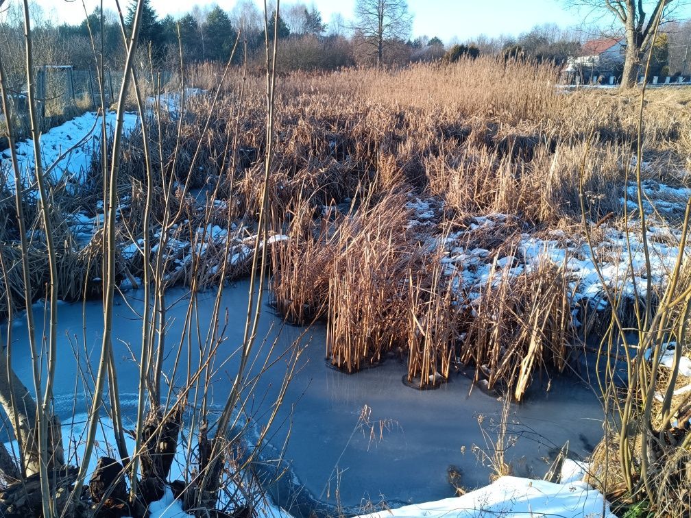 Działka rekreacyjna Dęba-Kolonia. Zdjęcie 6