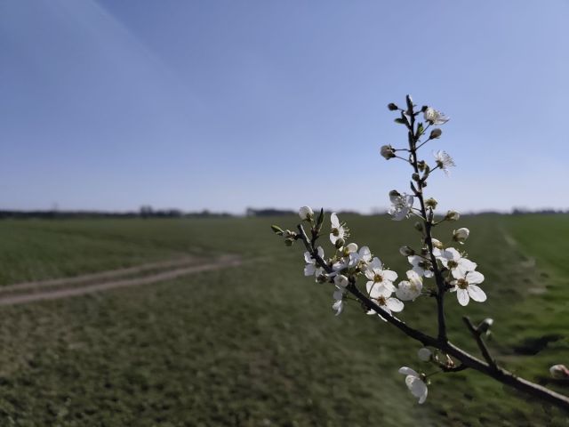 Działka rolna Jerzykowo. Zdjęcie 2