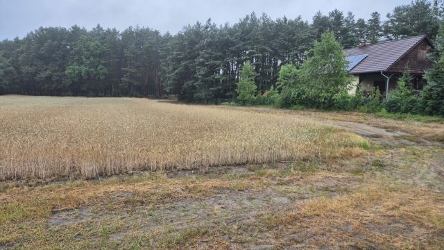 Działka siedliskowa Chojno-Błota Małe. Zdjęcie 22