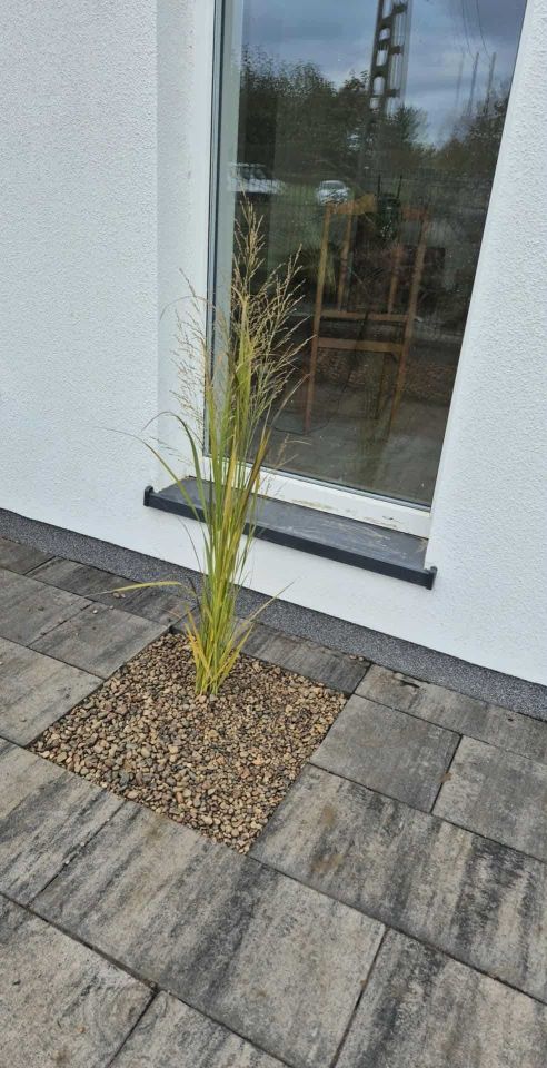 bliźniak Łęgajny. Zdjęcie 2