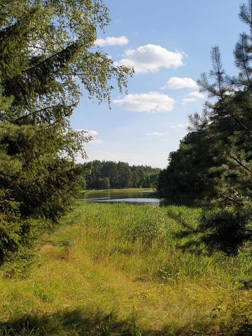 Działka leśna Kowalskie Błota. Zdjęcie 1