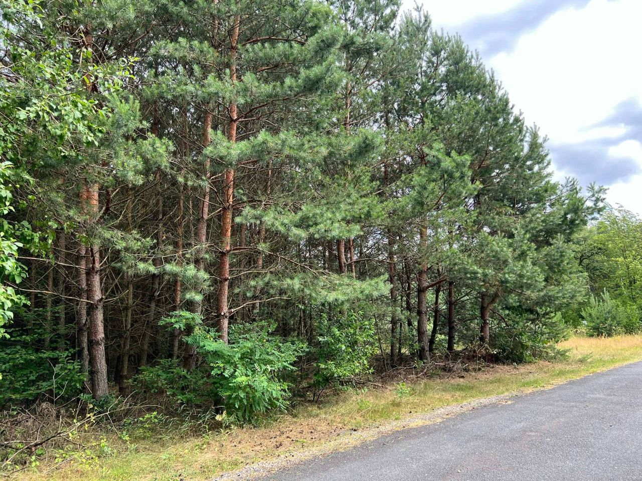 Działka leśna Bukowa. Zdjęcie 8