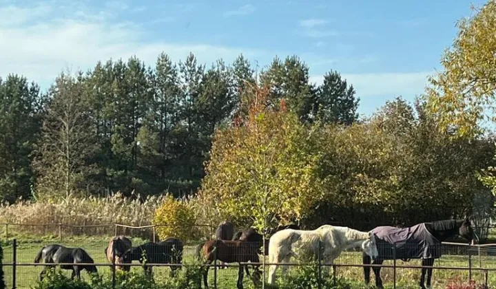 dom wolnostojący, 4 pokoje Pruszowice