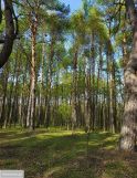 Działka budowlana Łobódź. Zdjęcie 1