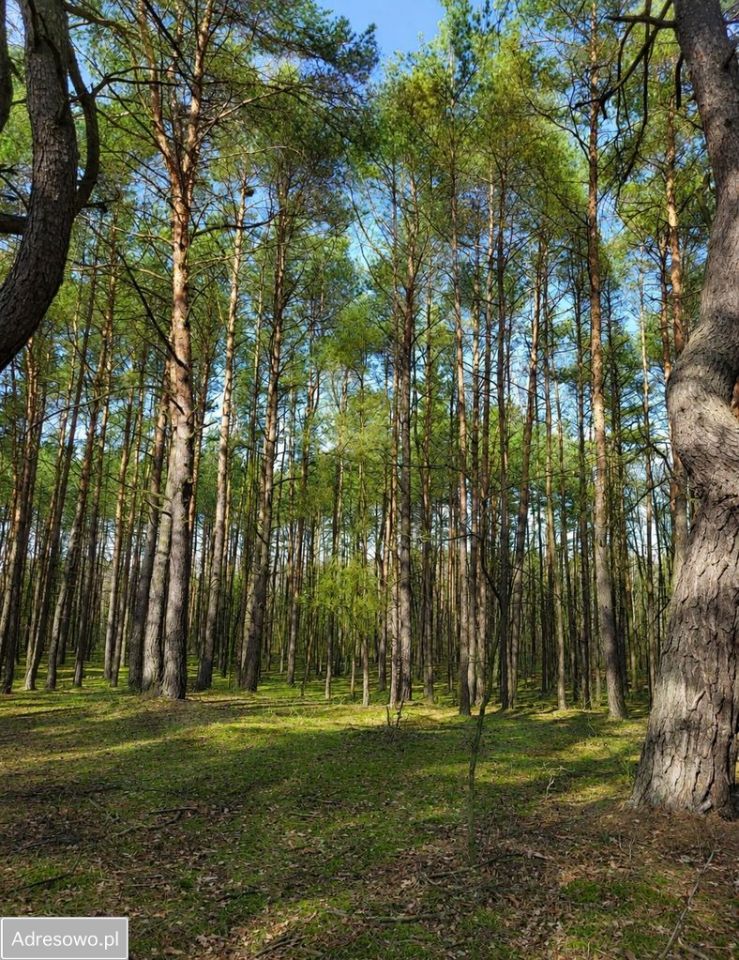 Działka budowlana Łobódź. Zdjęcie 2