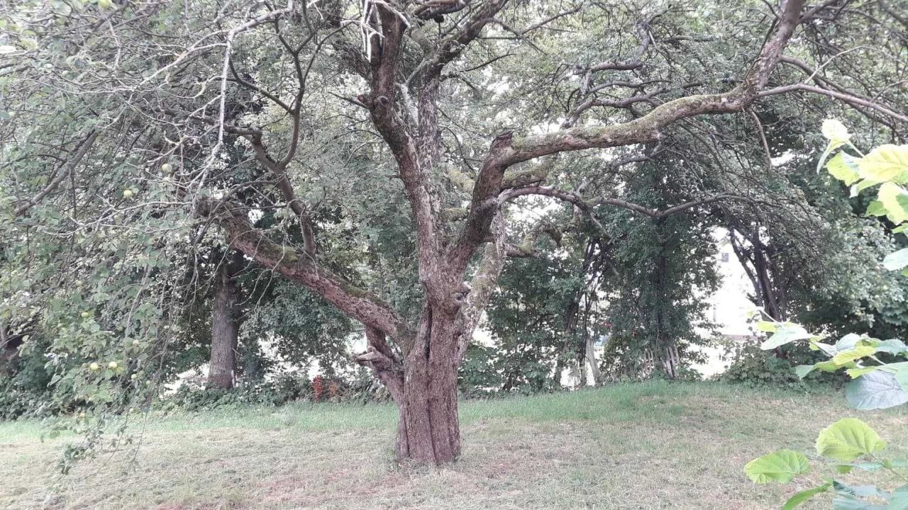 siedlisko Kajnity. Zdjęcie 2