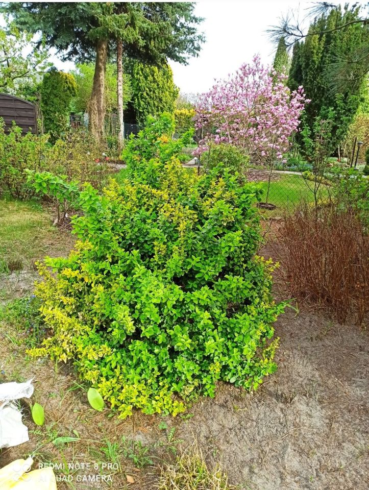 Działka rod Zbąszyń, ul. Graniczna. Zdjęcie 8