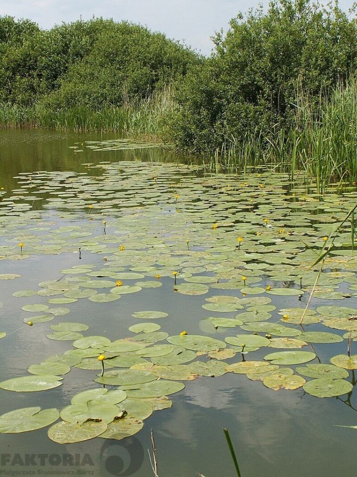 Działka budowlana Giżyn. Zdjęcie 3