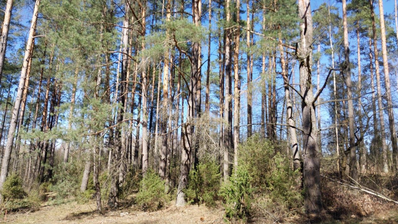 Działka Skieblewo. Zdjęcie 6