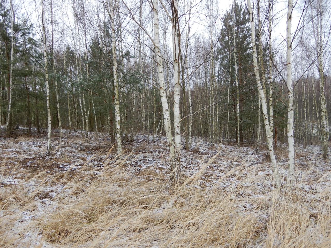 Działka rolna Pławna Dolna. Zdjęcie 7