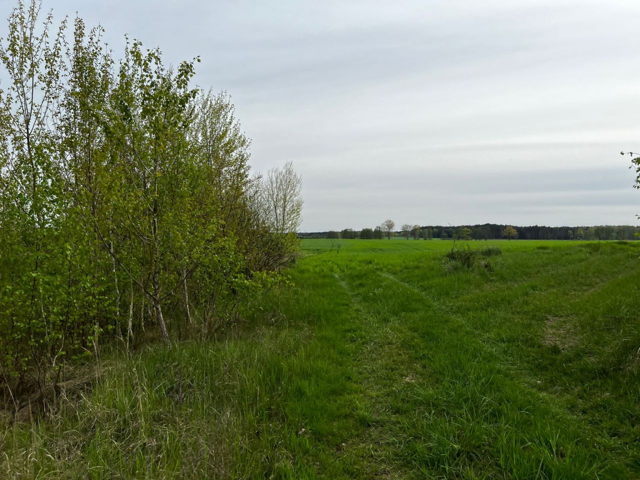 Działka rolna Kolsko, Kolsko. Zdjęcie 6