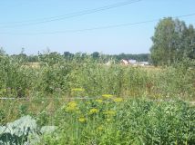 Działka rolna Tuchlin. Zdjęcie 1