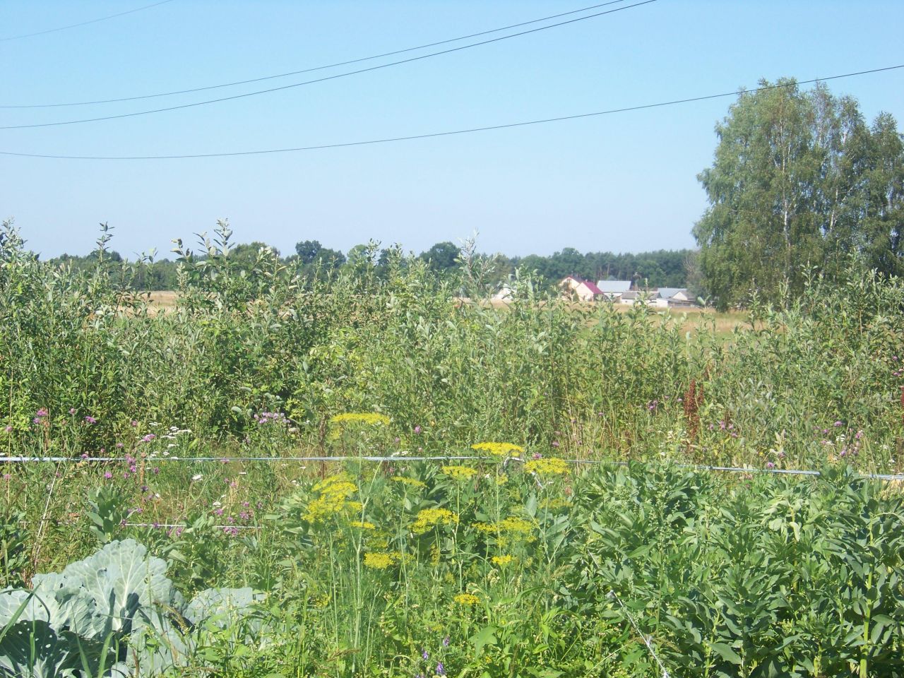 Działka rolna Tuchlin. Zdjęcie 2