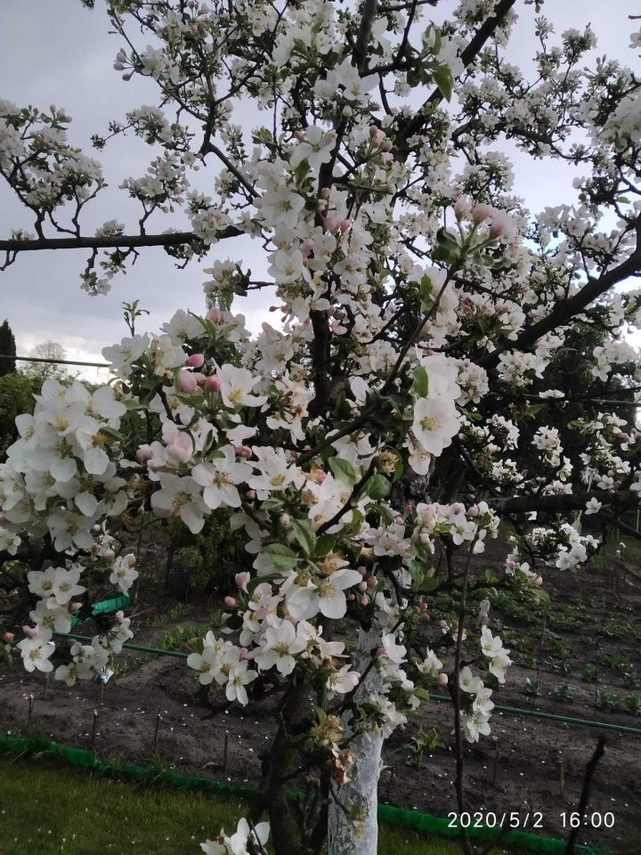 Działka rod Ostrów Wielkopolski, ul. Gorzycka. Zdjęcie 2