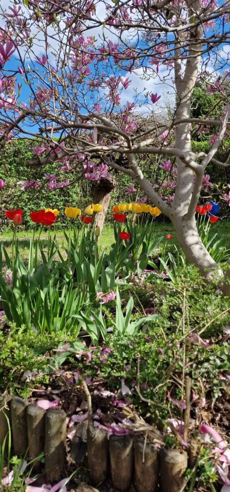 Działka rod Poręba, ul. Modrzewiowa. Zdjęcie 2