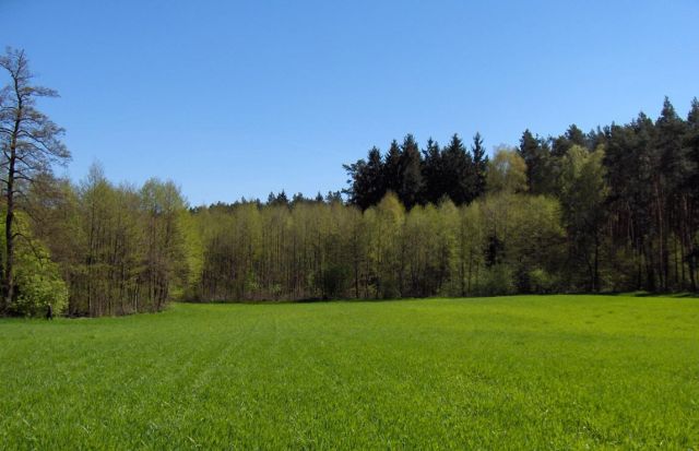 Działka rolna Chrzypsko Małe. Zdjęcie 6