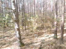 Działka leśna Gostynin. Zdjęcie 2