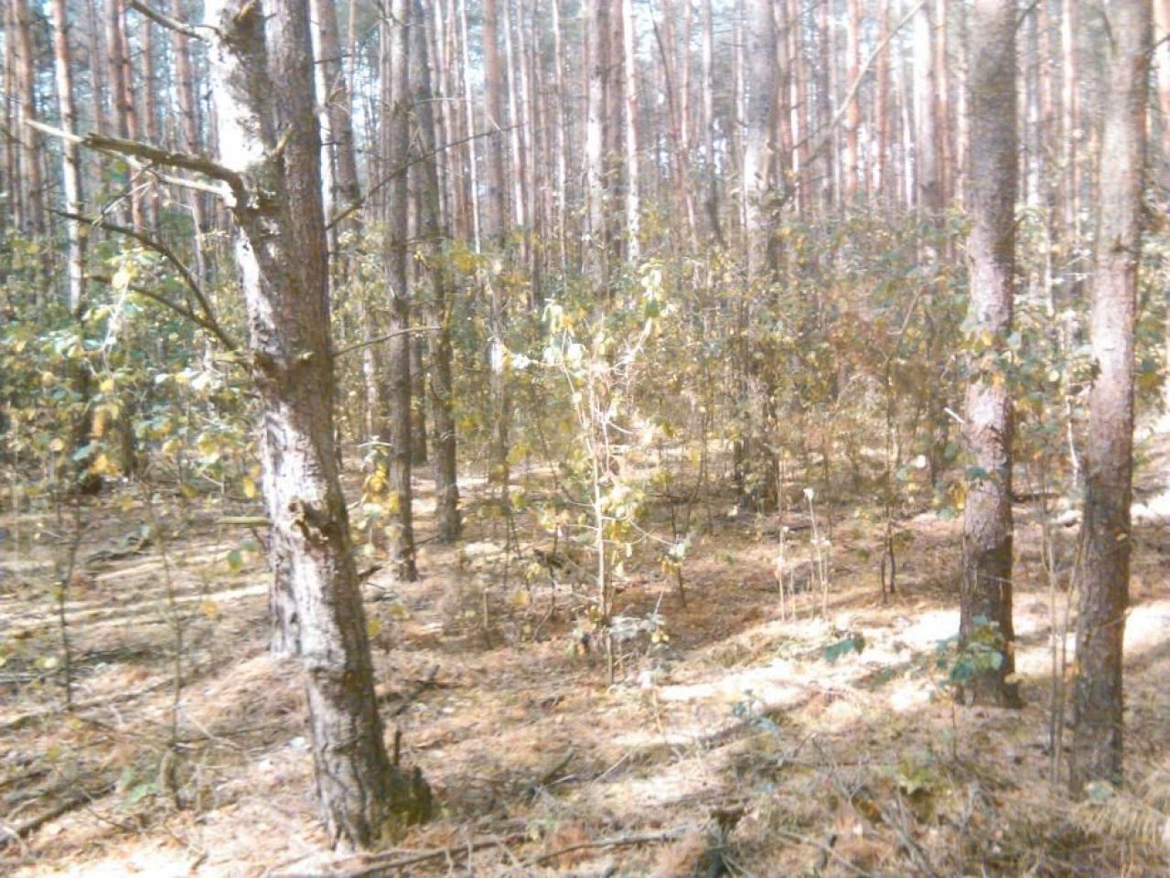 Działka leśna Gostynin. Zdjęcie 3