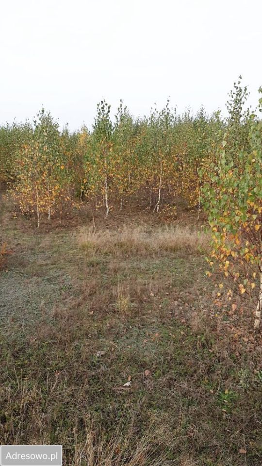 Działka rolno-budowlana Jania Góra. Zdjęcie 10