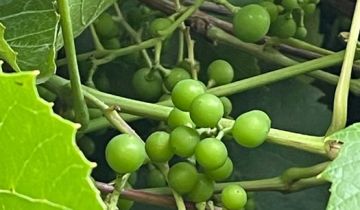 Działka rod Jelenia Góra Centrum