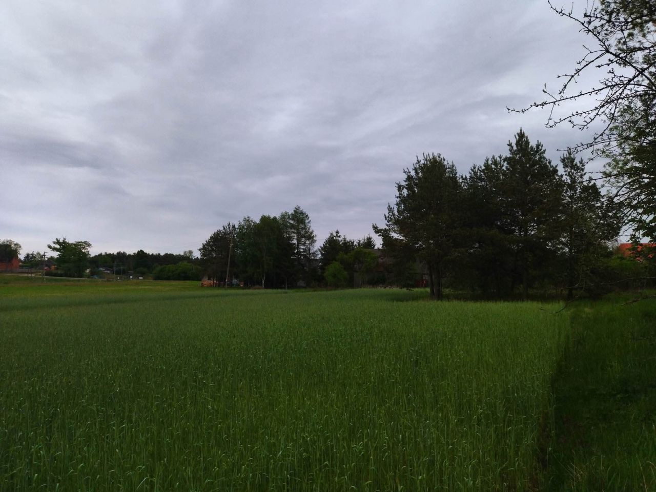 Działka budowlana Świerczyna. Zdjęcie 5