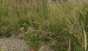 Działka budowlana Żory Osiny, ul. Spółdzielcza