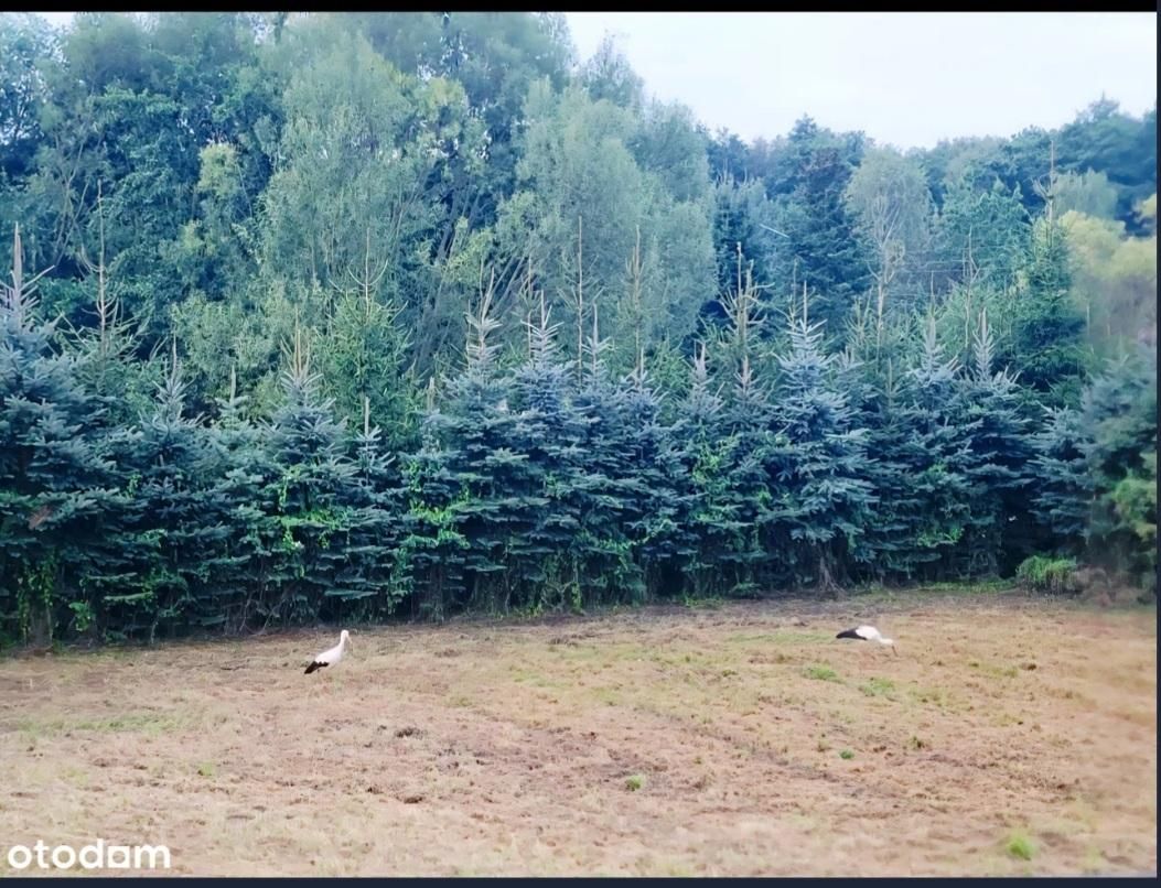 gospodarstwo, 5 pokoi Jadowniki Mokre Podborze. Zdjęcie 4