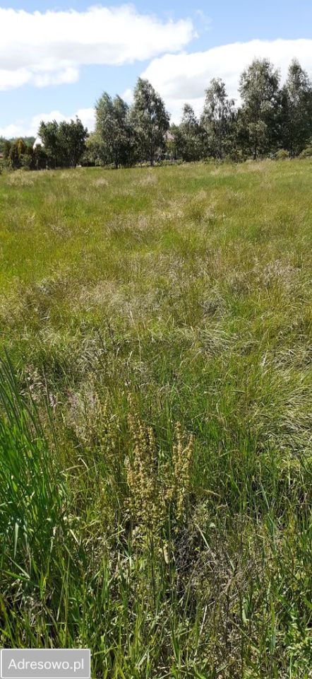 Działka budowlana Borówno. Zdjęcie 2